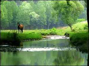 Rzeka, Koń, Las