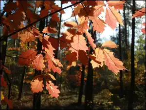 Jesień, Liście, Las, Czerwone