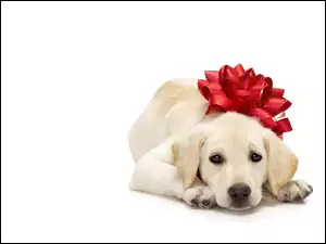 Pies, Kokarda, Labrador Retriever, Czerwona
