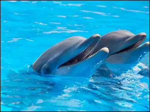 Delfiny, Dwa, Roześmiane