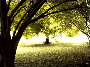 Światło, Park, Drzewa