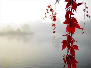 Mgła, Liście, Jezioro, Czerwone