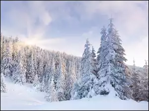 Śnieg, Promienie Słońca, Drzewa