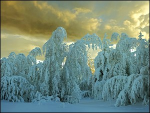 Chmury, Zima, Drzewa, Śnieg