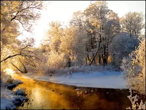 Rzeka, Zima, Ośnieżone, Drzewa
