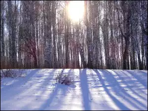 Śnieg, Las, Promienie Słońca