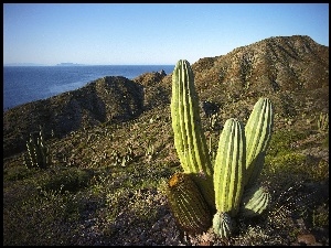 Kaktusy, Góry, Morze