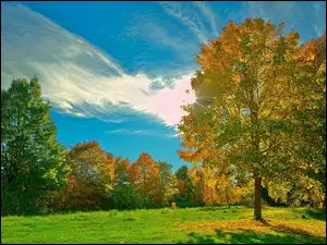 Łąka, Jesień, Kolorowe, Drzewa