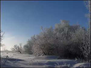 Drzea, Niebo, Krzewy, Śnieg