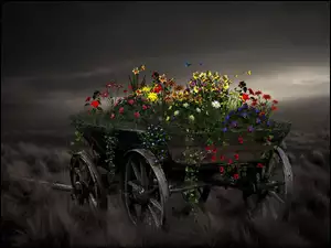 Motyle, Wóz, Kwiaty