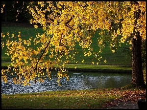 Jesień, Rzeka, Drzewo