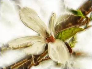 Kwiat, Magnolia Japońska, Fractalis