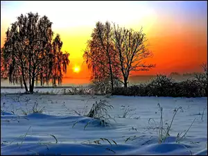 Zima, Łąki, Promienie, Drzewa, Słońca