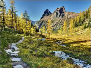 Ścieżka, Park Narodowy Yoho, Góry, Kanada, Lasy, Jesień