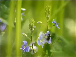 Owad, Niebieskie, Kwiaty