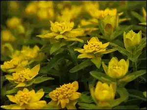Liście, Roślina, Żółte