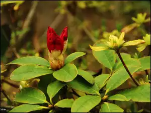 Rododendron, Kwiat, Krzew, Czerwony