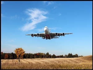 Samolot, Las, Airbus A380, Łąka