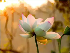 Biały, Kwiat Lotosu