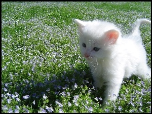 Kot turecka angora, Mały, Biały