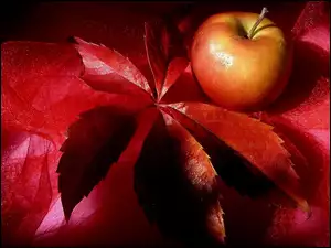 Liść, Jabłko, Czerwony