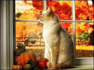 Ogród, Kot, Dynie, W Oknie, Jesienny