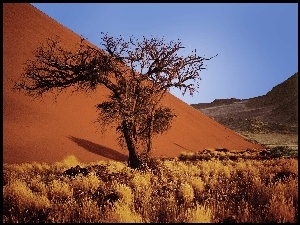 Namibia, Pustynia, Sucha, Piasek, Roślinność