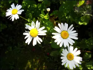 Margerytki, Kwiaty, Polne