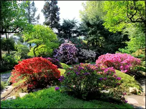 Kwitnące, Krzewy, Park, Alejki, Drzewa, Kolorowe