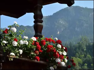 Pelargonie, Austria, Taras, Góry Alpy