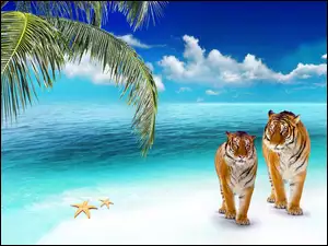 Tygrysy, Ocean, Plaża, Palma
