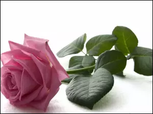 Róża, Piękna, Różowa