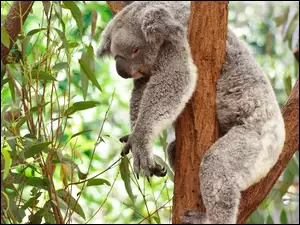 Sen, Koala, Drzewo