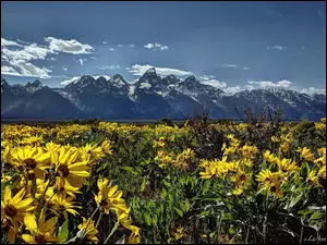 USA, Kwiaty, Park Narodowy Grand Teton, Łąka, Wyoming, Góry