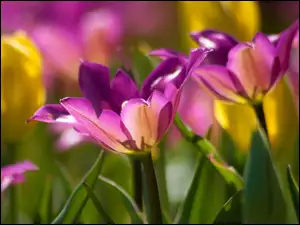 Tulipany, Ogród