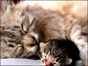 Dwa, Małe, Kotki, Mama