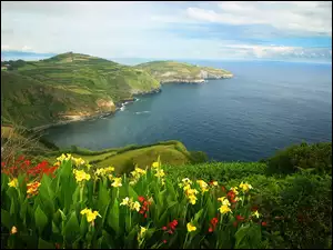Portugalia, Morze, Kwiatki, Wybrzeże, Azory