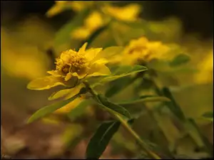 Liście, Roślina, Żółte