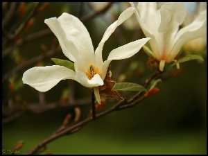 Magnolia, Kwiat, Japońska, Biały