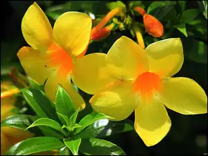 Alamanda, Pnącze, Żółte, Kwiaty