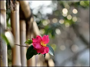 Ogrodzenie, Dzika, Róża