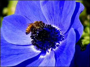 Pszczoła, Niebieski, Kwiat