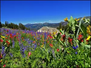 Łąka, Sierra Nevada, Kwiaty, Kalifornia, Góry