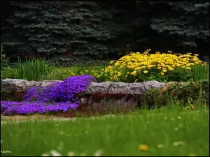 Kamienie, Ogród, Żółte, Kwiaty, Fioletowe