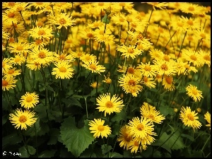 Omieg, Żółte, Kwiaty