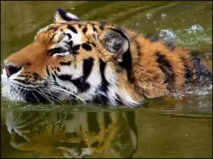 Kąpiel, Tygrys, Woda
