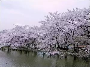 Park, Japonia, Wiśniowy, Tokio