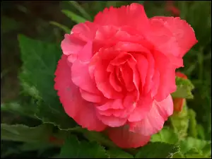 Kwiat, Begonia, Różowy