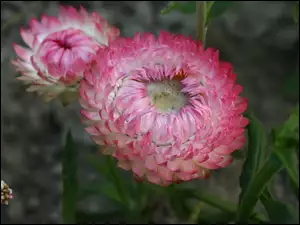 Kocanka Ogrodowa, Różowy, Kwiat