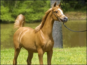 Natura, Koń, Arab